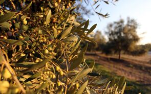 oliveiras, azeitonas, azeite 