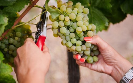 Vinhos do Algarve com quebras na produção na ordem dos 20%