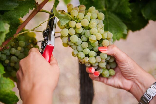 Vinhos do Algarve com quebras na produção na ordem dos 20%