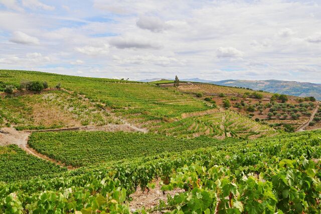 Investimento chinês em vinhos pode estar a chegar ao fim 