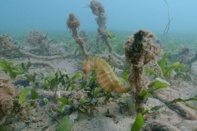 Projeto de 140 mil euros quer devolver cavalos-marinhos à Ria Formosa
