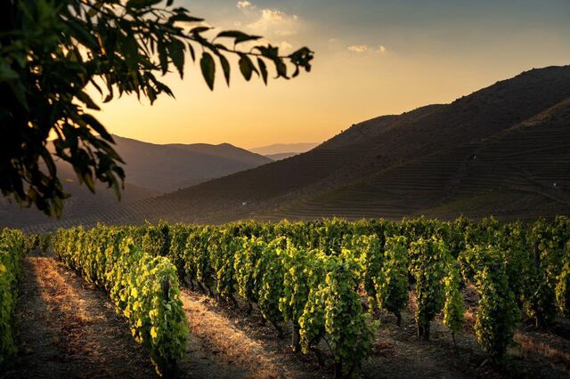 Uma viagem pelos vinhos mais caros feitos em Portugal