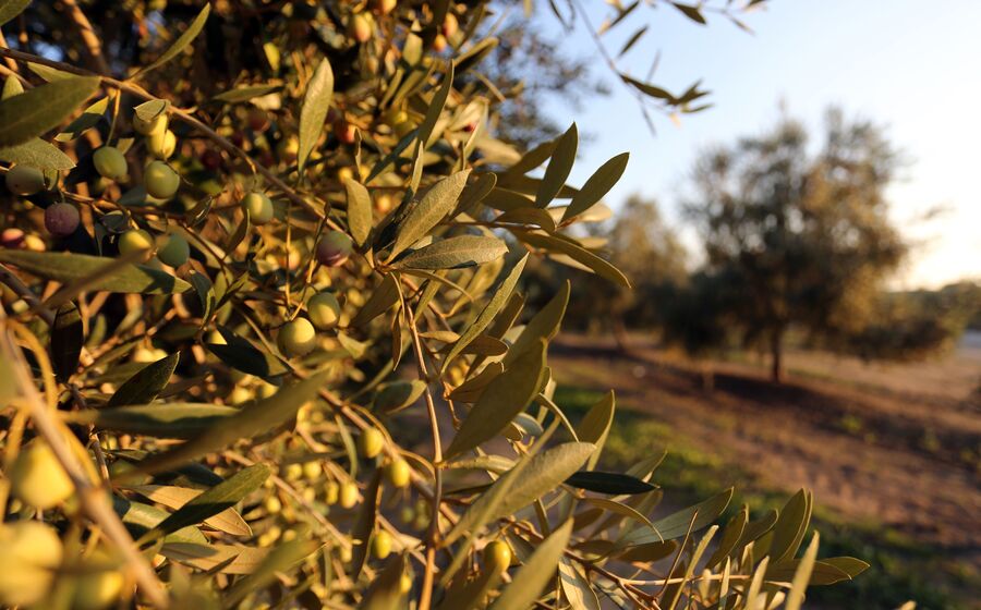 oliveiras, azeitonas, azeite 