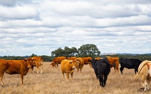 Monte do Pasto testa apetite dos mercados a carne de vaca sustentável