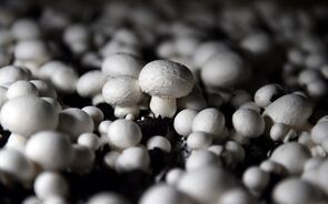 cogumelos
