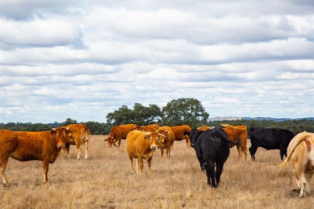 Monte do Pasto testa apetite dos mercados a carne de vaca sustentável