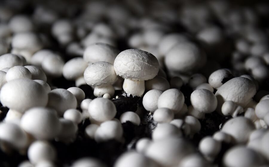 cogumelos
