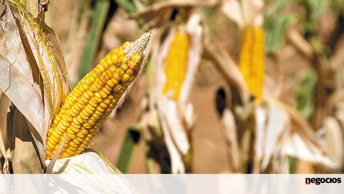 España lanza proyecto piloto para transportar maíz ucraniano en tren