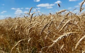 trigo, agricultura, setor agroalimentar