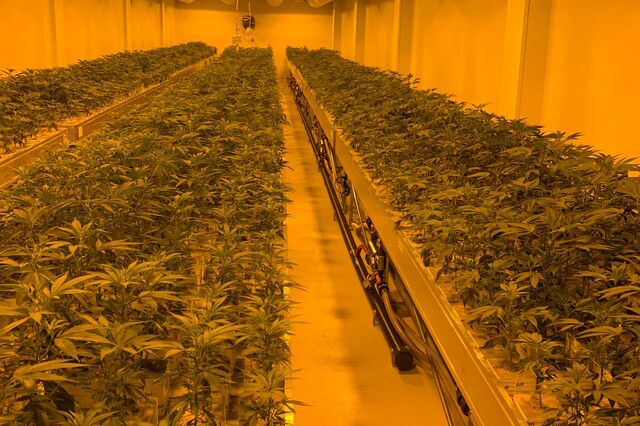 Holigen já colhe canábis medicinal em Sintra e espera chegar às duas toneladas por ano