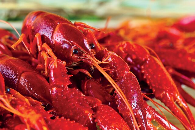 Lagostim-vermelho pode render milhões a Portugal 