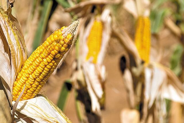 Preço do milho subiu 20% até março e consumo deverá aumentar 3,4%