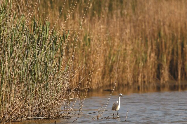 Investir na biodiversidade é proteger o planeta... e a economia 