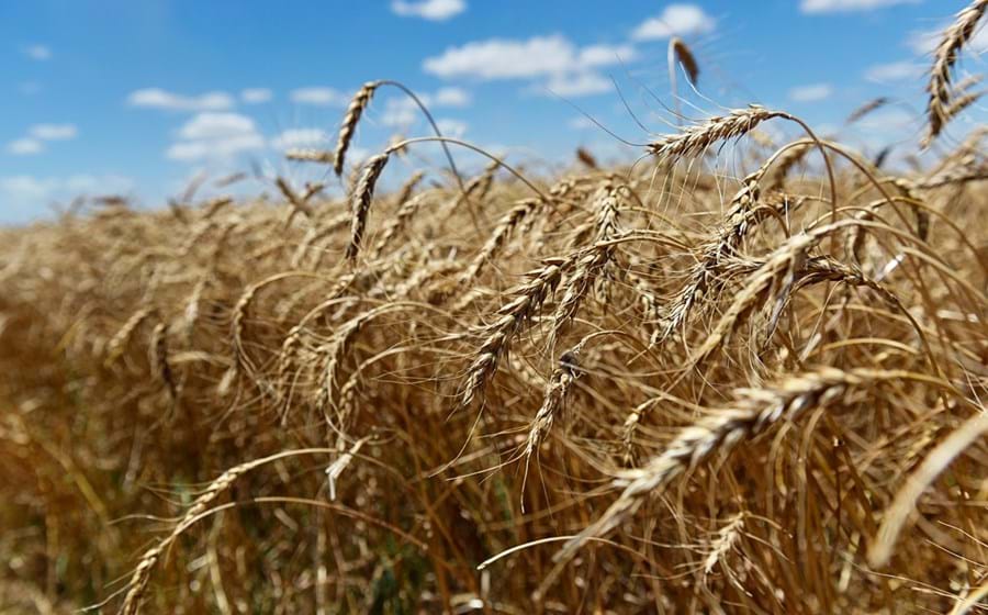 Em 2021, o trigo e o milho valorizaram agregadamente pelo quarto ano consecutivo.