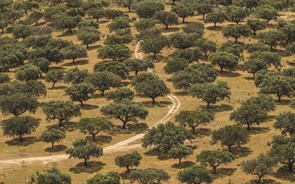 Cerimónia de entrega dos Prémios Floresta e Sustentabilidade