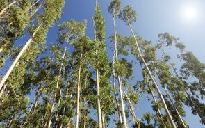 floresta