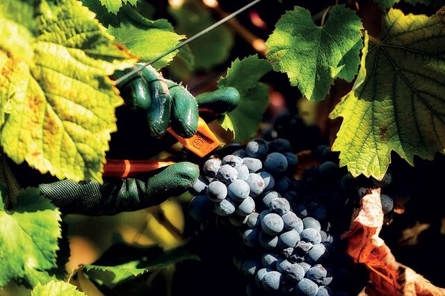 Ser sustentável também (e principalmente) na vinha