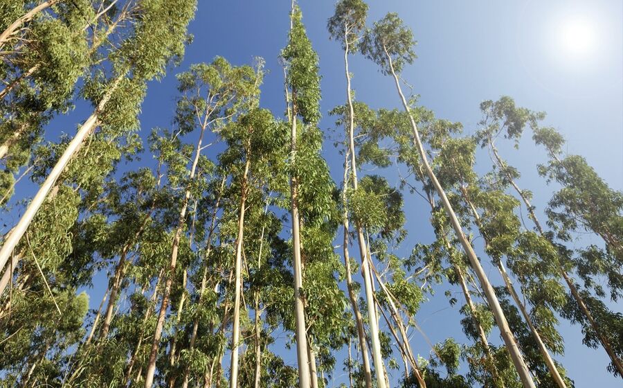 floresta