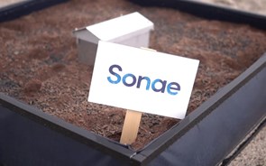 Sonae planta horta comunitária no 'campus' da Maia e vai doar frutos colhidos