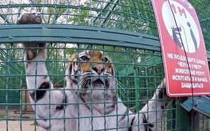 Zoo de Kharkiv preparado para abater animais devido à destruição causada pelos russos