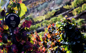 Calor excessivo no verão faz cair 8% produção de vinho português em 2022