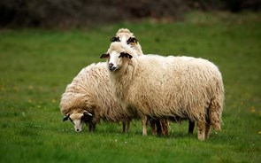 Miranda do Douro utiliza ovelhas para limpar espaços verdes por falta de mão-de-obra