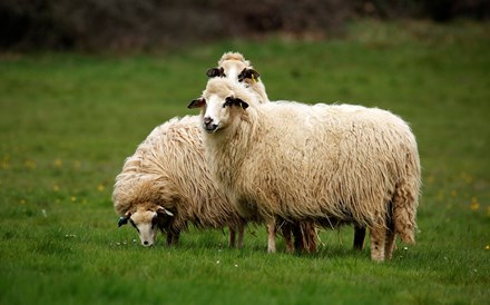 Miranda do Douro utiliza ovelhas para limpar espaços verdes por falta de mão-de-obra
