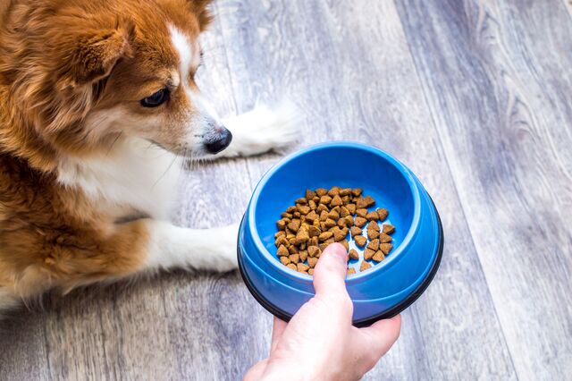 Ração para animais de companhia fica de fora da isenção do IVA