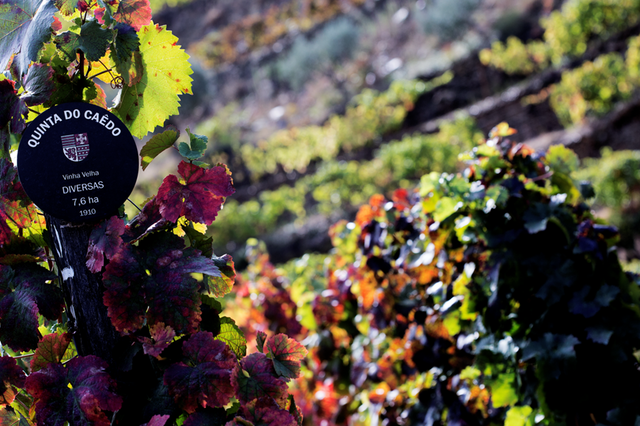 Calor excessivo no verão faz cair 8% produção de vinho português em 2022