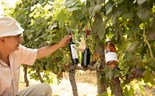 Amigos na Bairrada lançam dia mundial