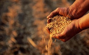 Kiev apresenta queixa à OMC de três países da UE por embargo a cereais
