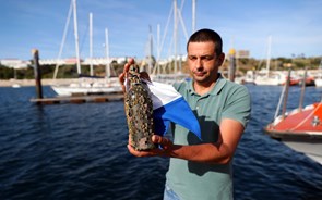 Os negócios do mar na costa alentejana: Da 'adega do mar' ao surf