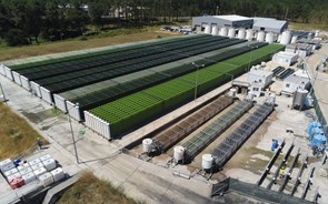 Empresa da Secil produz 60 toneladas de microalgas para alimentação, fertilizantes e cosmética