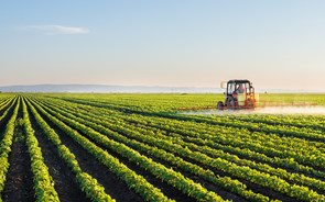 Culturas agrícolas mais eficientes e com menor impacto ambiental