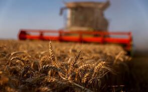 trigo, cereais, agricultura, campos agrícolas