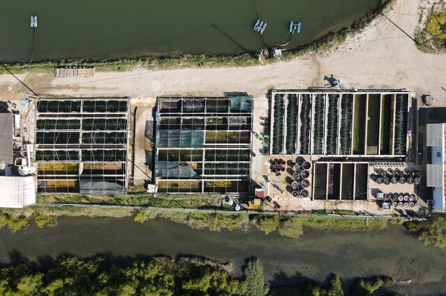 Inovação  no cultivo integrado e sustentável de algas marinhas do Atlântico