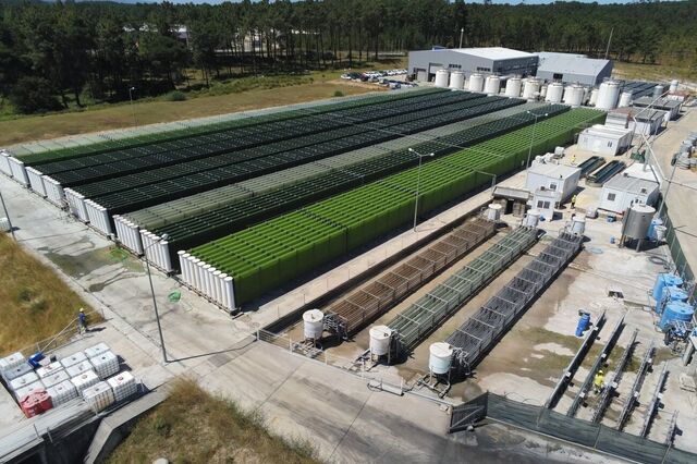 Empresa da Secil produz 60 toneladas de microalgas para alimentação, fertilizantes e cosmética