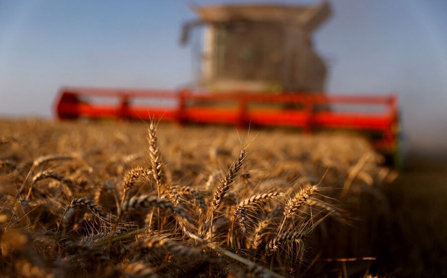 trigo, cereais, agricultura, campos agrícolas