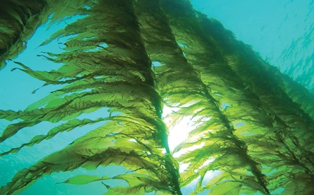 A revolução das algas vai-se fazer à mesa 