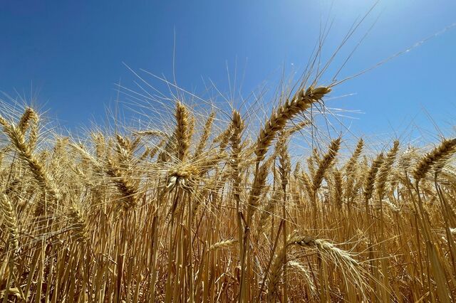 China impõe taxas adicionais de até 15% sobre principais produtos agrícolas dos EUA