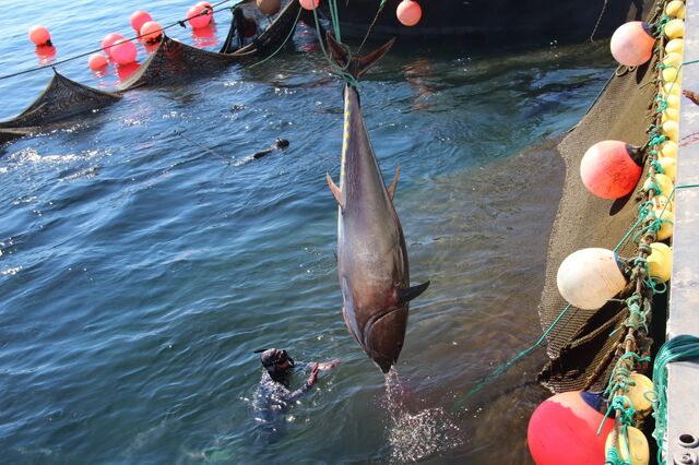 Não deixar o atum ficar em perigo