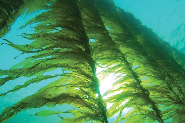 Cultivo de algas marinhas em mercados emergentes pode atingir 10 mil milhões de euros até 2030