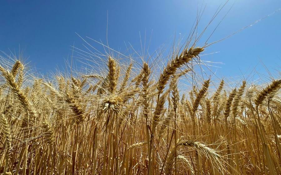 Os cereais e oleaginosas, com destaque para o trigo e o óleo de girassol, registam ganhos fortes no acumulado do ano, de 32% e 41,3%, respetivamente. Também milho, soja, café e sumo de laranja avançam em 2022.