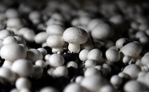 cogumelos
