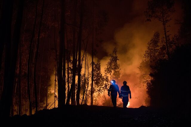 Agricultores afetados por incêndios com apoios de 30 milhões de euros