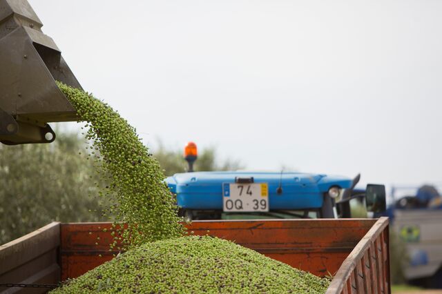 “Os agricultores têm de ser empresários agrícolas”