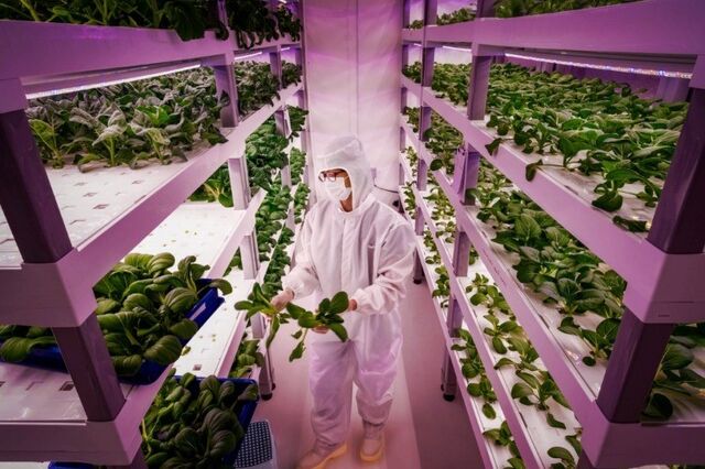 Emirates investe 39 milhões de euros em maior quinta vertical do mundo no Dubai