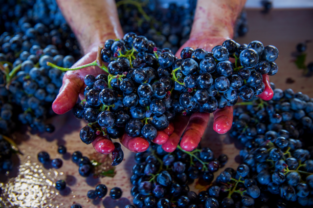 Comerciantes e exportadores de vinhos pedem demissão da ministra da Agricultura