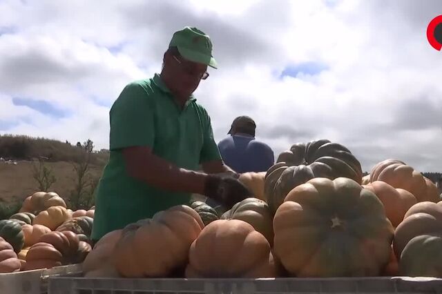 Seca: Horticultores do Oeste desesperam com quebras entre 40 e 50% em várias culturas