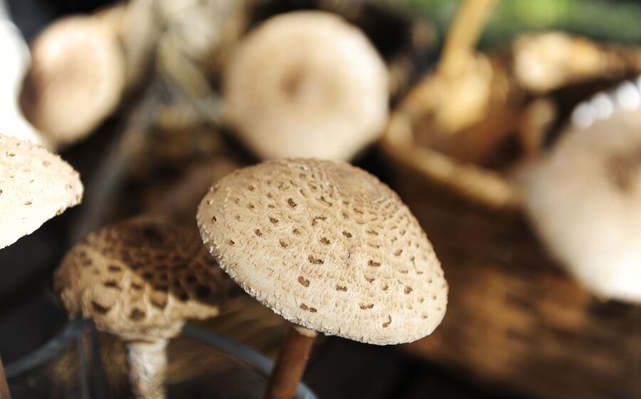 cogumelos